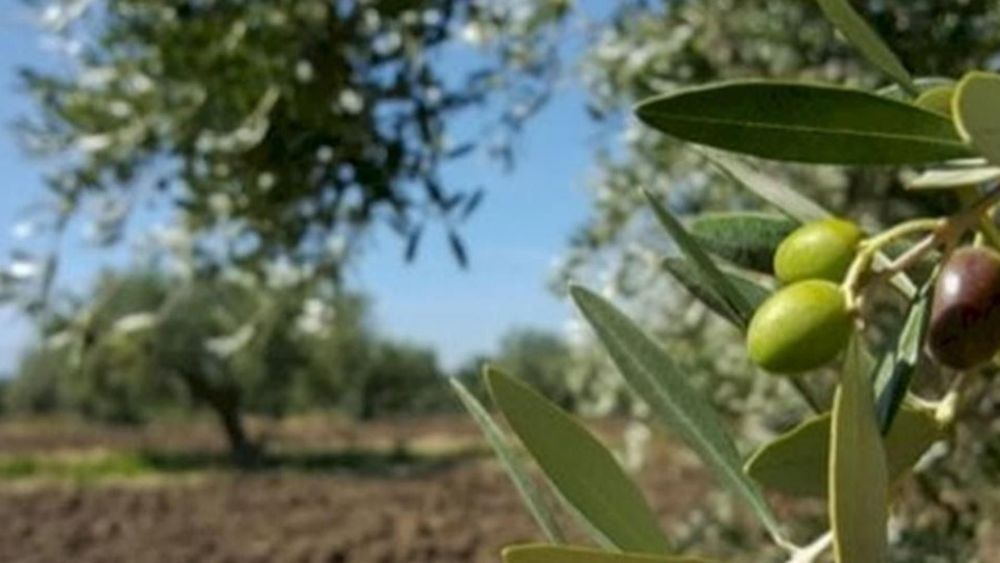 قطاف الزيتون بمدة محددة وتحت المراقبة... إليكم التفاصيل