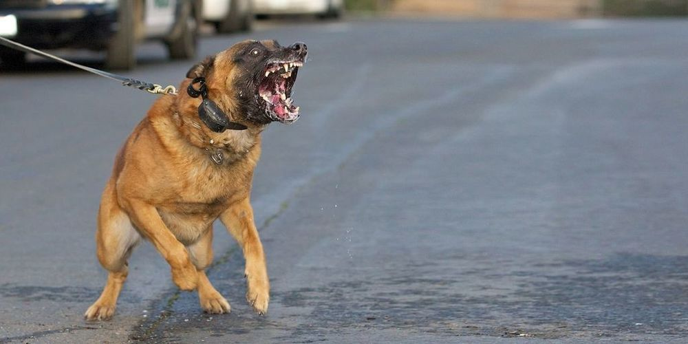 هاجمه في منطقة حسّاسة.. كلب يعتدي على لاعب برشلونة السابق!