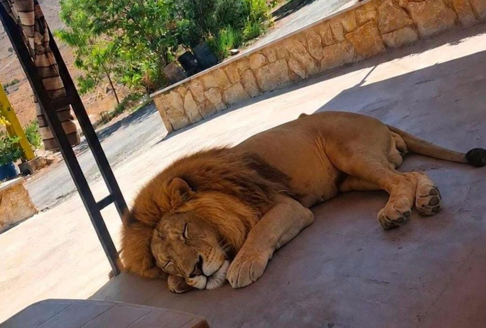 أسد هارب في البقاع يثير الذعر.. ما القصة؟