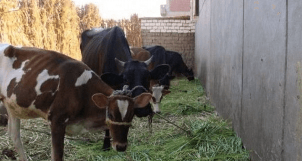 انتبهوا.. أبقار مصابة بالحمى القلاعية في هذه المناطق في لبنان!