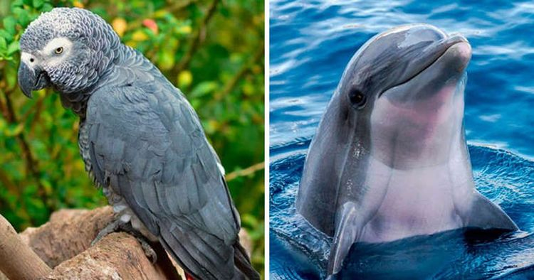 من هو أذكى حيوان في العالم؟ 