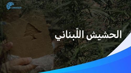إنتاج 1000 طنّ من الحشيش اللّبناني سنويًا... هل حان وقت تطبيق تشريعها؟