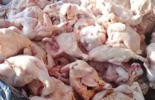 صدمة المخالفات الغذائيّة تابع...دجاج فاسد ومواد منتهية الصّلاحيّة 