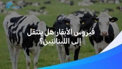 فيروس يضرب أبقار لبنان.. فهل ينتقل عبر أكل اللّحوم والحليب؟