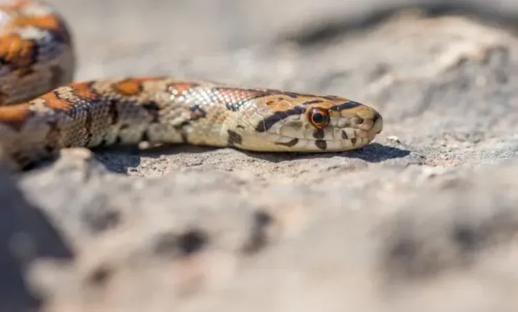 أفعى لدغت رجلًا فماتت هي...إليكم السبب!